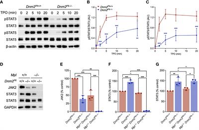 Endocytosis of the thrombopoietin receptor Mpl regulates megakaryocyte and erythroid maturation in mice